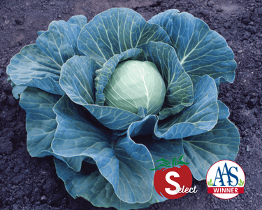 Stonehead Hybrid Cabbage Seeds